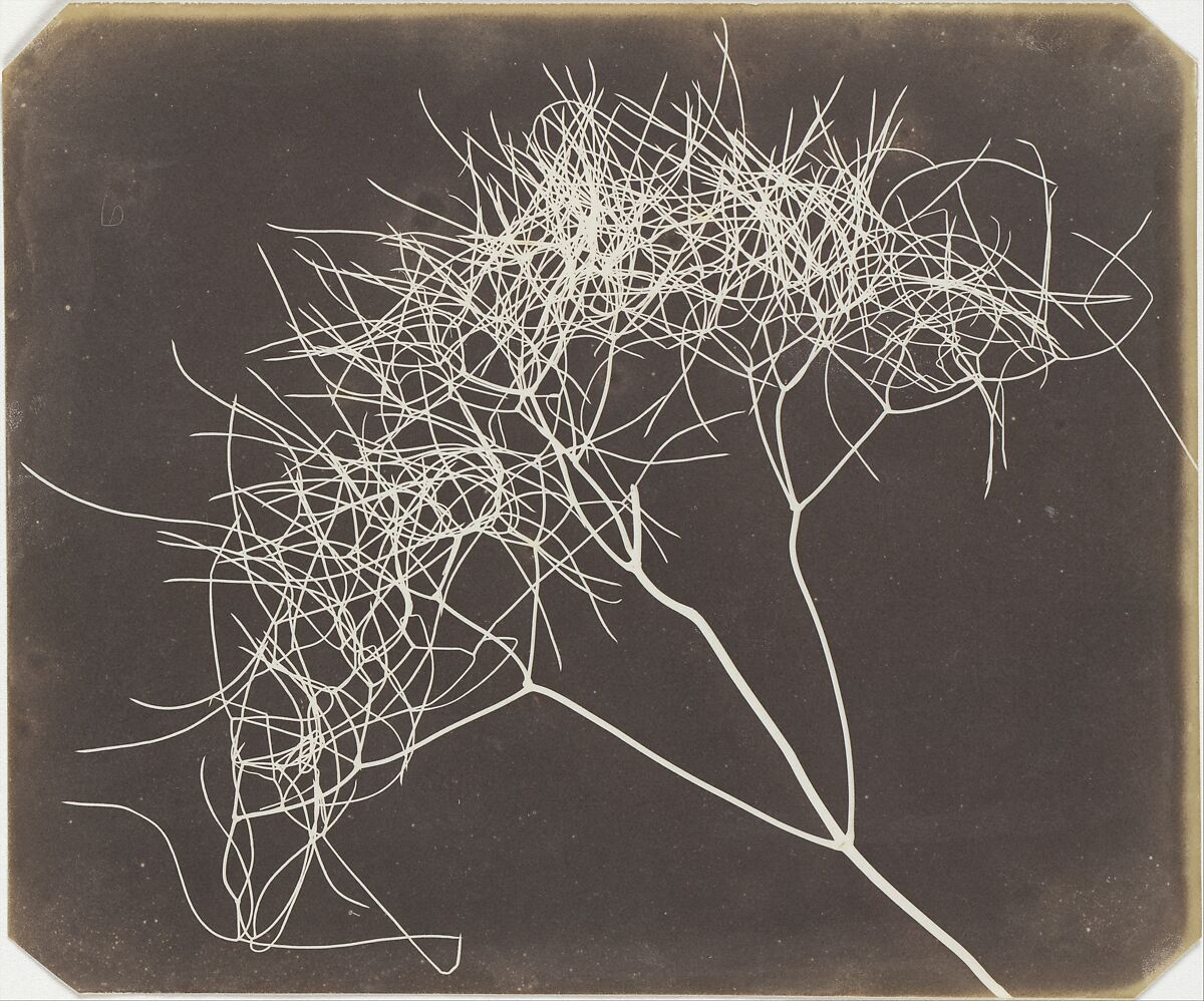 [Wild Fennel], William Henry Fox Talbot (British, Dorset 1800–1877 Lacock), Salted paper print 