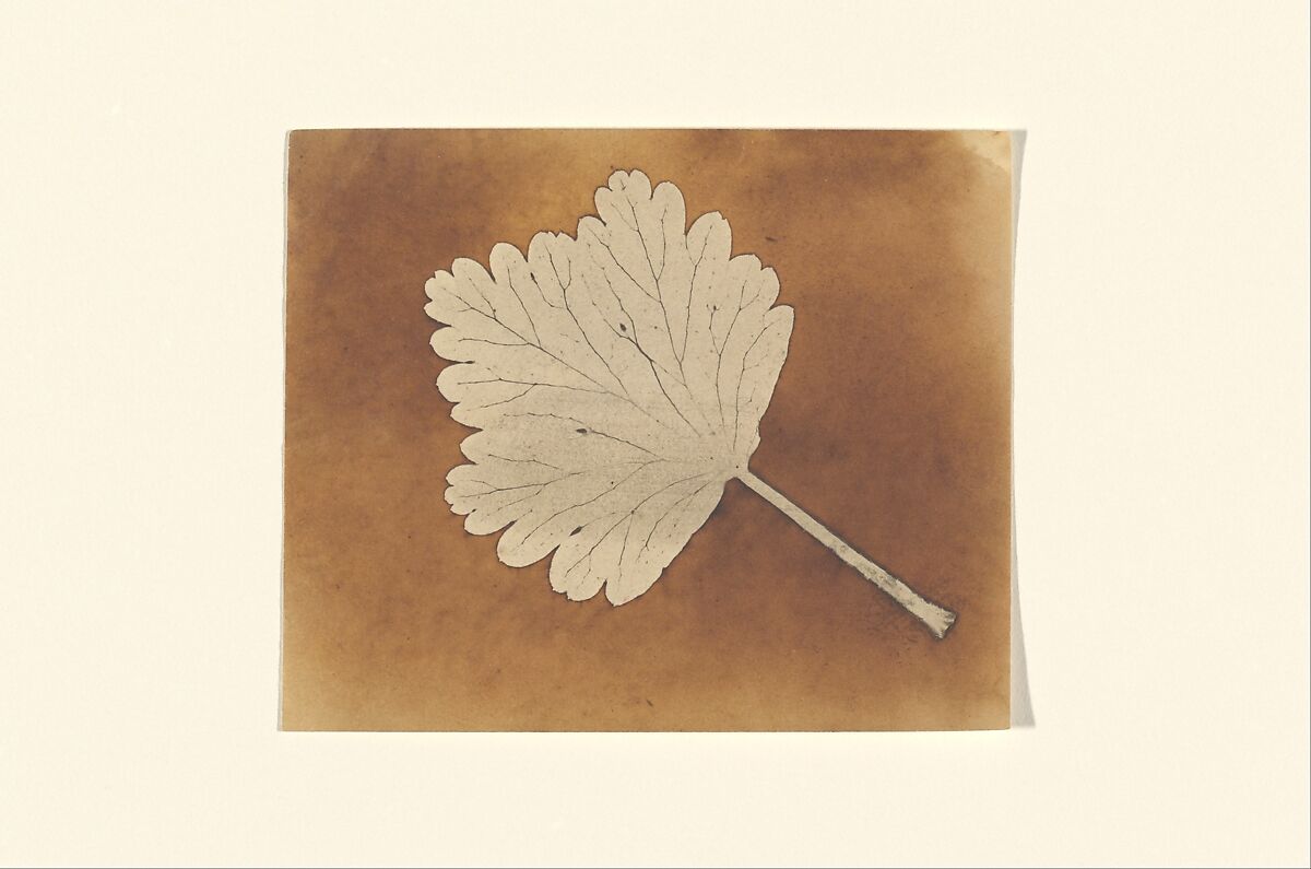 [Leaf], William Henry Fox Talbot (British, Dorset 1800–1877 Lacock), Salted paper print 