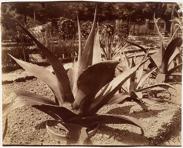 Agave du Mexique, Eugène Atget (French, Libourne 1857–1927 Paris), Albumen silver print from glass negative 