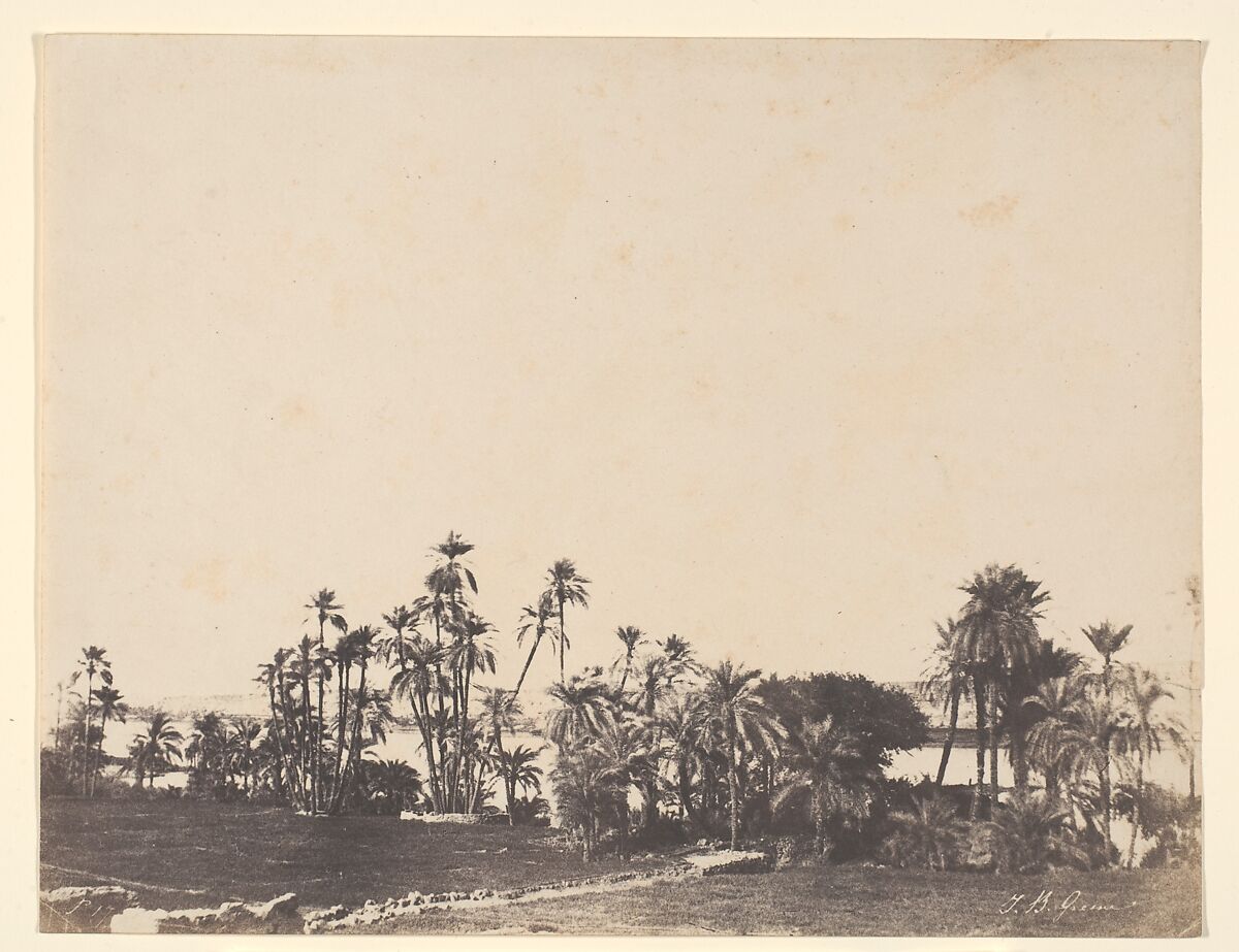 Etude de Palmiers, Bords du Nil, Kalabschi, John Beasley Greene (American, born France, Le Havre 1832–1856 Cairo, Egypt), Salted paper print from paper negative 