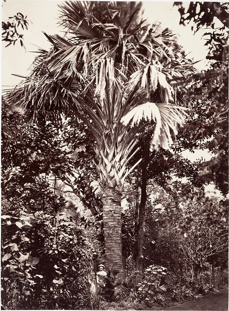 Grand Latanier, Désiré Charnay (French, 1828–1915), Albumen silver print from glass negative 