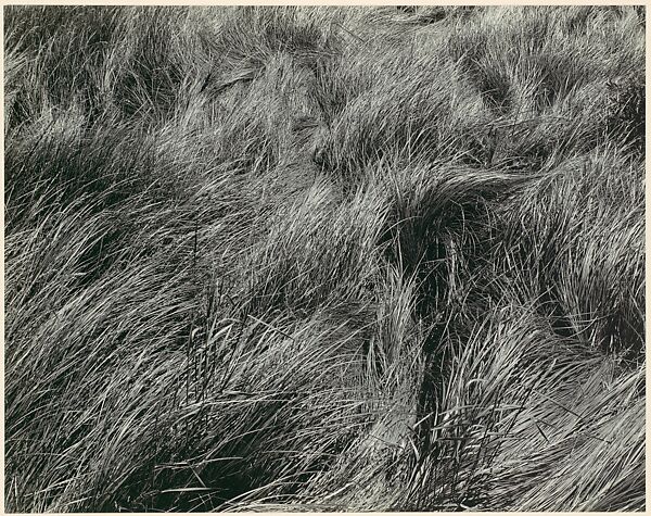 Grass, Edward Weston (American, Highland Park, Illinois 1886–1958 Carmel, California), Gelatin silver print 