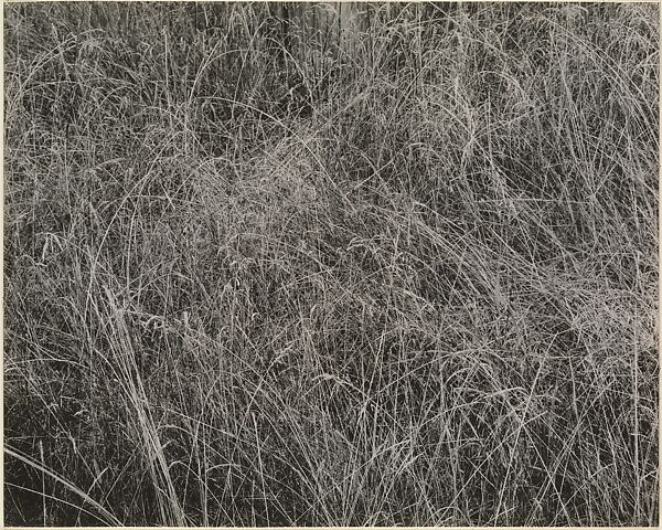 Grass, Alfred Stieglitz (American, Hoboken, New Jersey 1864–1946 New York), Gelatin silver print 