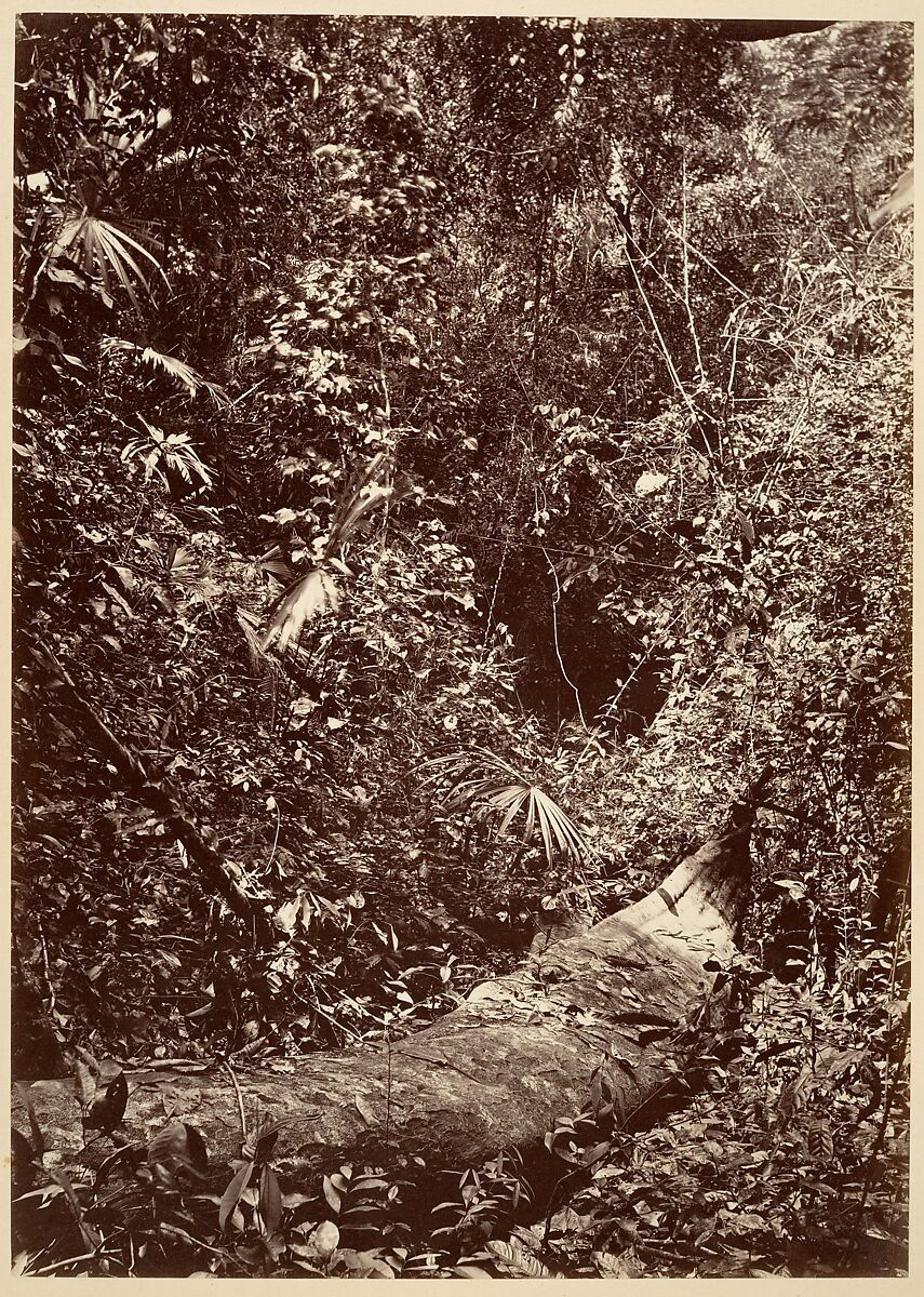 Tropical Scenery, Tropical Forest, John Moran (American (born England), Bolton, Lancashire 1821–1903 Pennsylvania), Albumen silver print from glass negative 