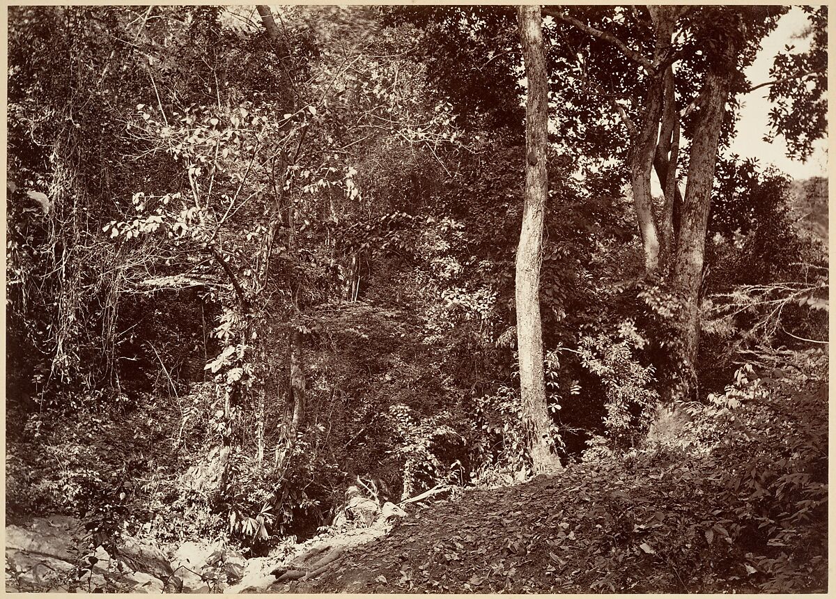 Tropical Scenery, View Near Chipigana, John Moran (American (born England), Bolton, Lancashire 1821–1903 Pennsylvania), Albumen silver print from glass negative 