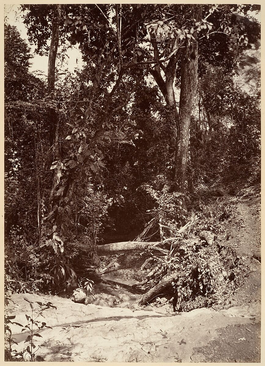 Tropical Scenery, The Brook El Bano, Chipigana, John Moran (American (born England), Bolton, Lancashire 1821–1903 Pennsylvania), Albumen silver print from glass negative 