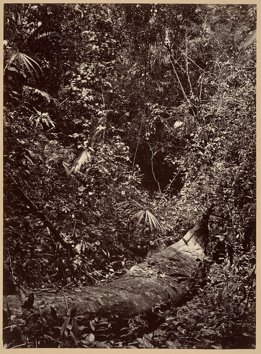 Tropical Scenery, Tropical Forest, John Moran (American (born England), Bolton, Lancashire 1821–1903 Pennsylvania), Albumen silver print from glass negative 