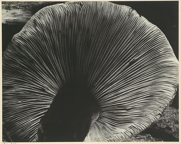 Toadstool, Edward Weston (American, Highland Park, Illinois 1886–1958 Carmel, California), Gelatin silver print 