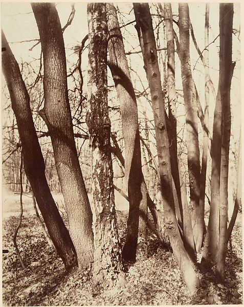 St. Cloud, Fin mai, 7 h. soir, Eugène Atget (French, Libourne 1857–1927 Paris), Albumen silver print from glass negative 