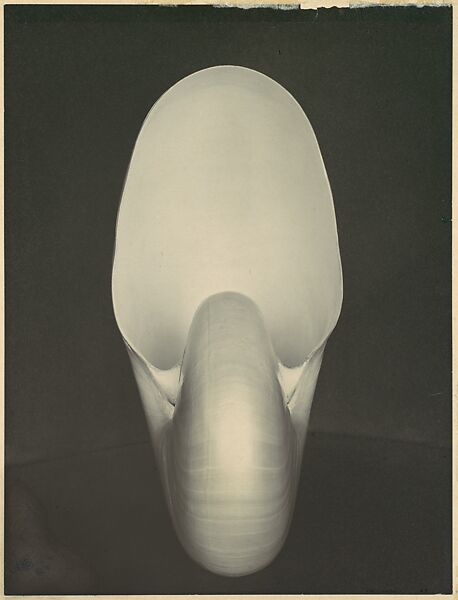 Nautilus, Edward Weston (American, Highland Park, Illinois 1886–1958 Carmel, California), Gelatin silver print 