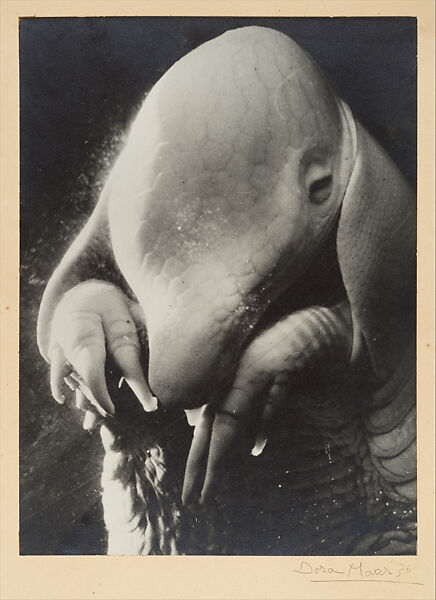 Père Ubu, Dora Maar  French, Gelatin silver print