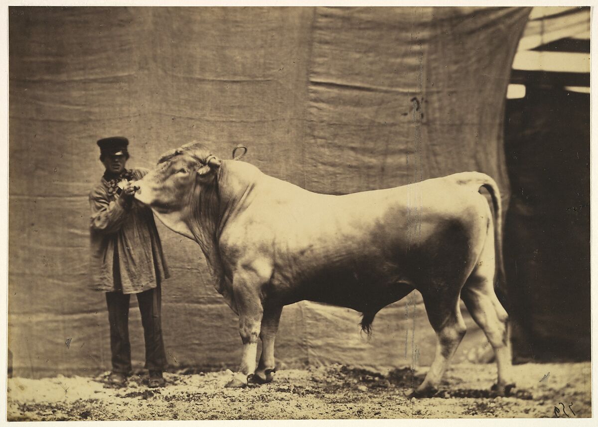 [Bull from Glane, Canton of Fribourg], Adrien Tournachon (French, 1825–1903), Salted paper print from glass negative 