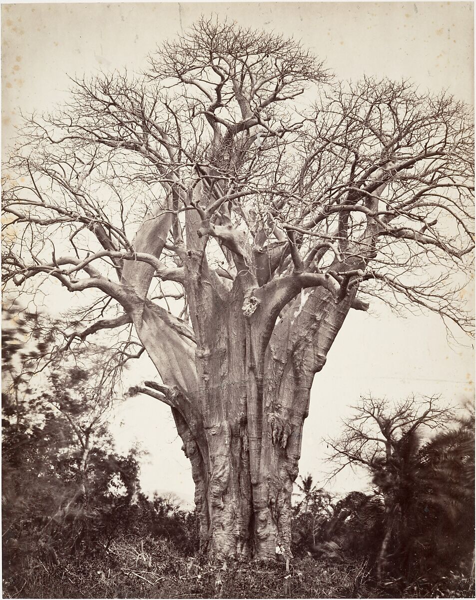 Baobab à Mohéli, Désiré Charnay (French, 1828–1915), Albumen silver print from glass negative 