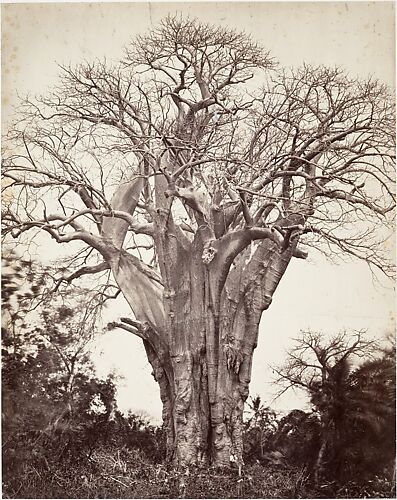 Baobab à Mohéli