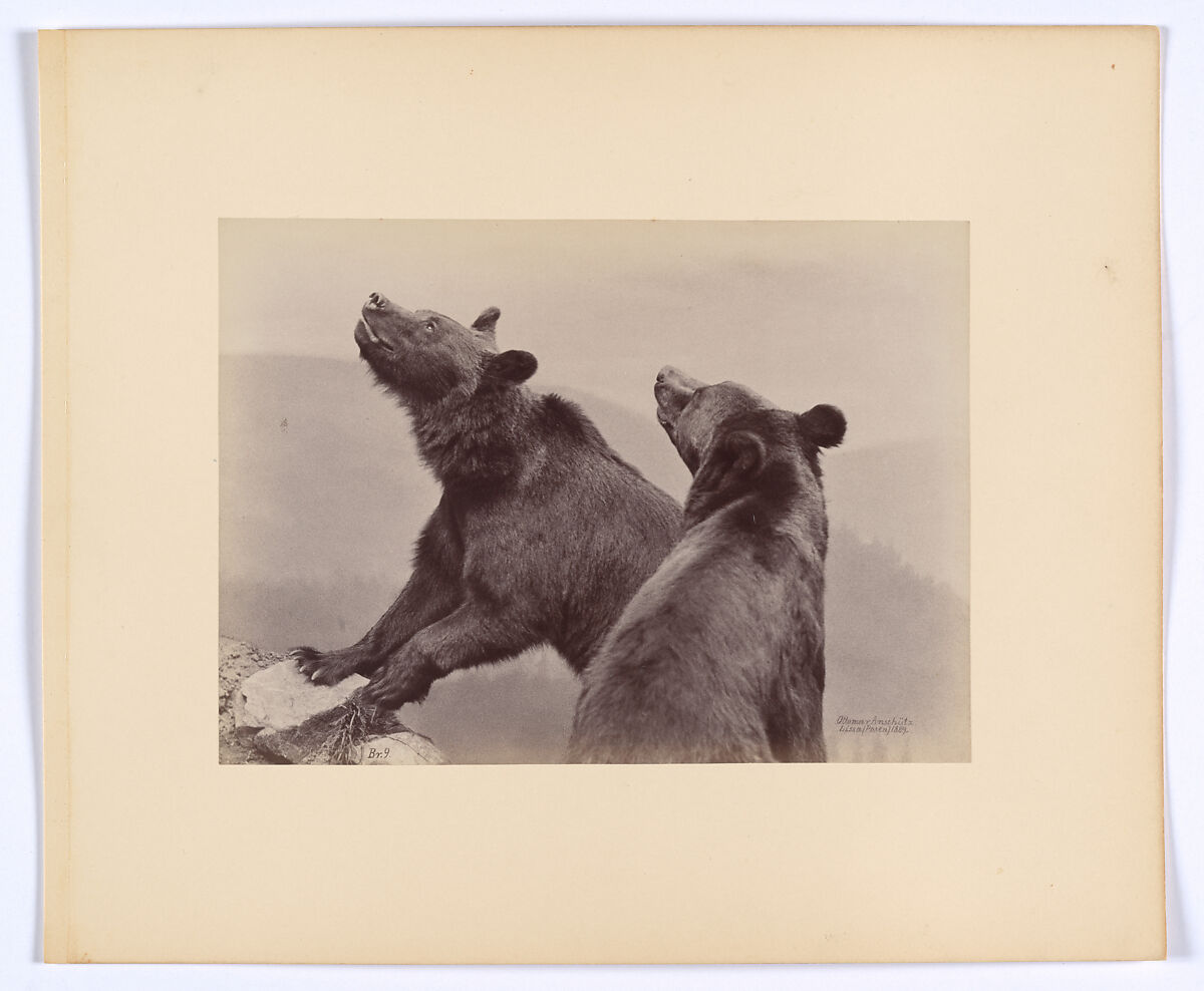[Two Bears], Ottomar Anschütz (German, Lissa (Leszno, Poland) 1846–1907 Berlin), Albumen silver print from glass negative 
