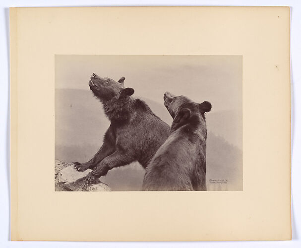 [Two Bears]