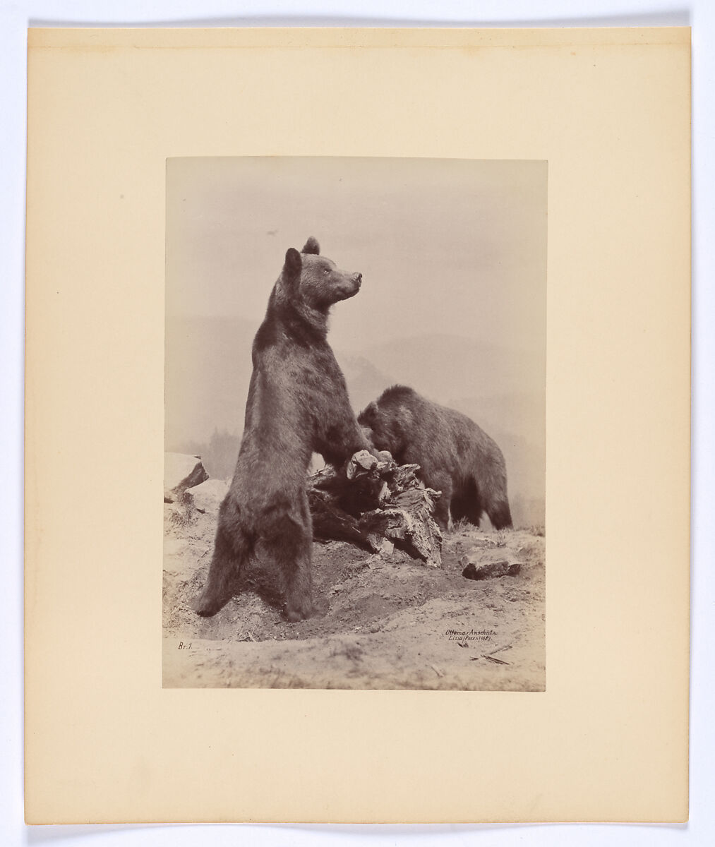 [Two Bears], Ottomar Anschütz (German, Lissa (Leszno, Poland) 1846–1907 Berlin), Albumen silver print from glass negative 