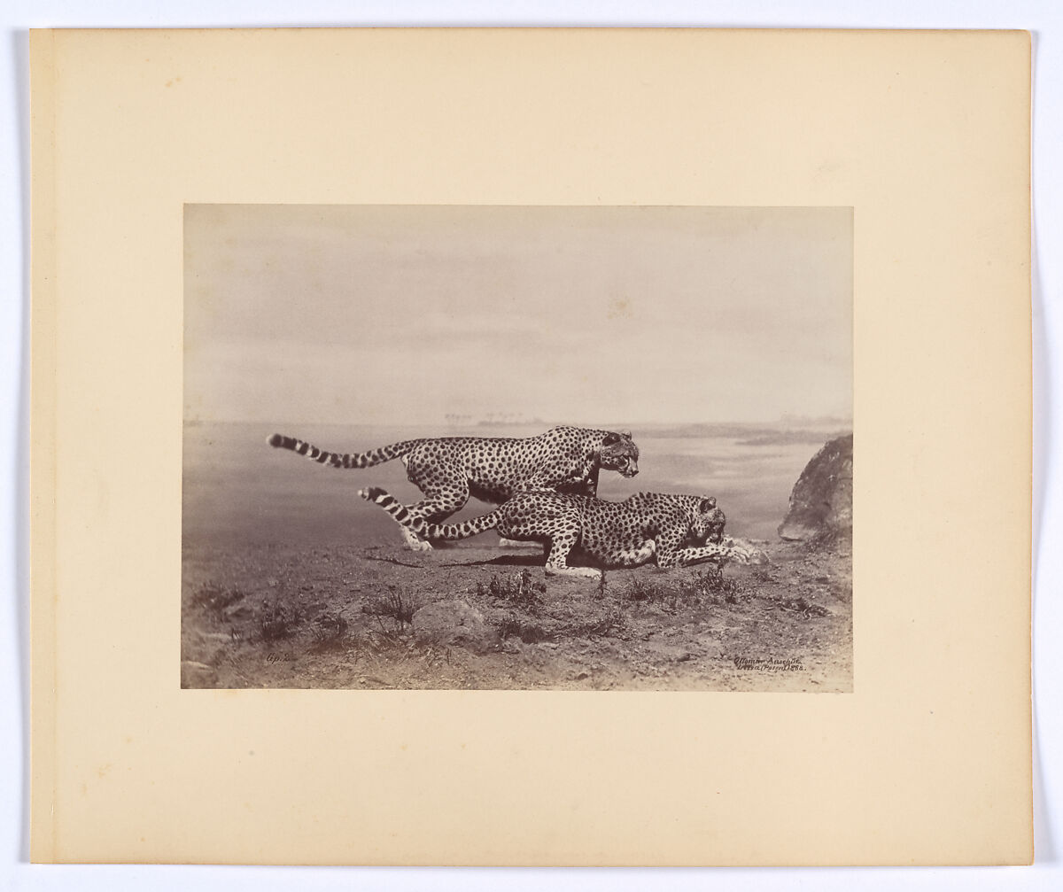 [Two Cheetahs], Ottomar Anschütz (German, Lissa (Leszno, Poland) 1846–1907 Berlin), Albumen silver print from glass negative 