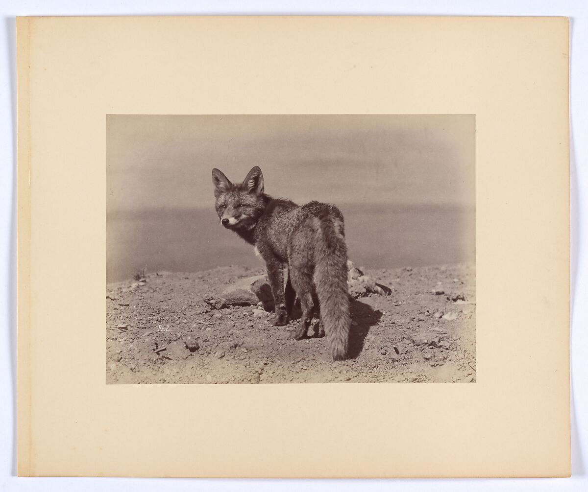 [Fox], Ottomar Anschütz (German, Lissa (Leszno, Poland) 1846–1907 Berlin), Albumen silver print from glass negative 