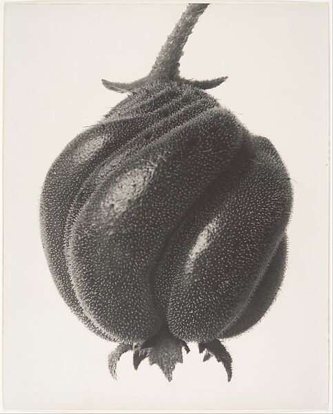 Blumenbachia hieronymi, Karl Blossfeldt (German, 1865–1932), Gelatin silver print 