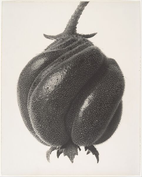 Karl Blossfeldt | Blumenbachia hieronymi | The Metropolitan Museum