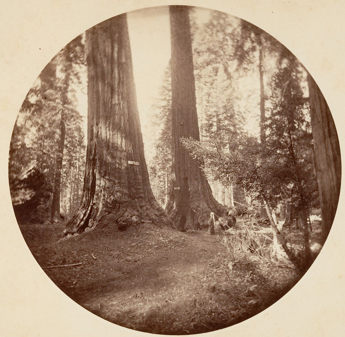 [Trees in Calaveras Grove and Views of Yosemite, California], Carleton E. Watkins (American, 1829–1916), Albumen silver prints from glass negatives