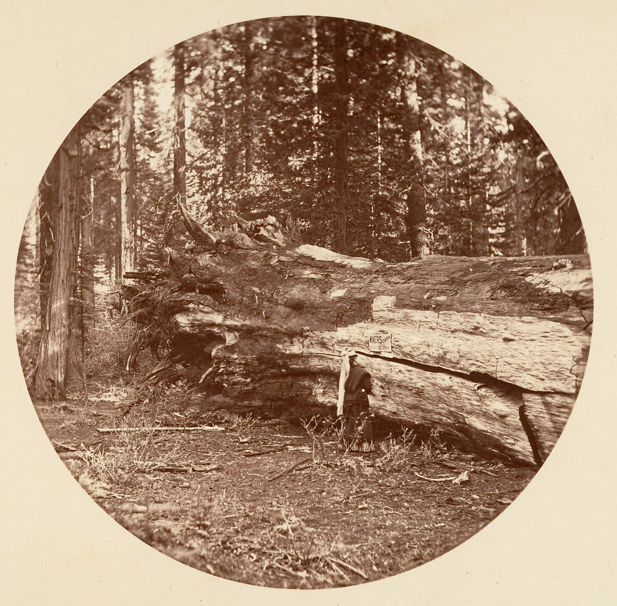 [Trees in Calaveras Grove and Views of Yosemite, California], Carleton E. Watkins (American, 1829–1916), Albumen silver prints from glass negatives