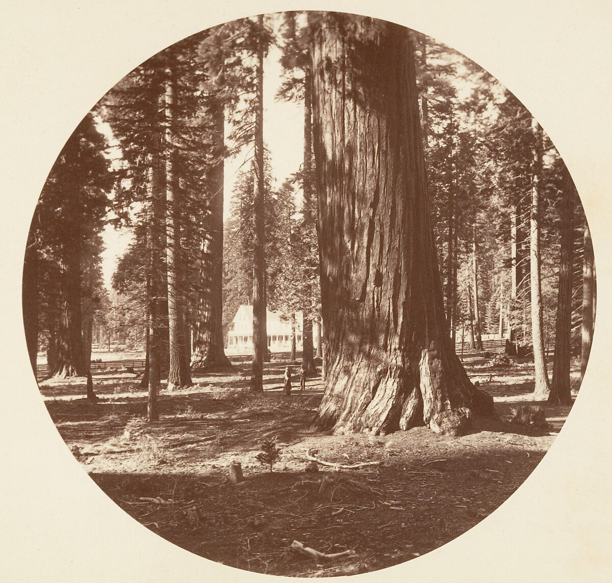 [Trees in Calaveras Grove and Views of Yosemite, California], Carleton E. Watkins (American, 1829–1916), Albumen silver prints from glass negatives