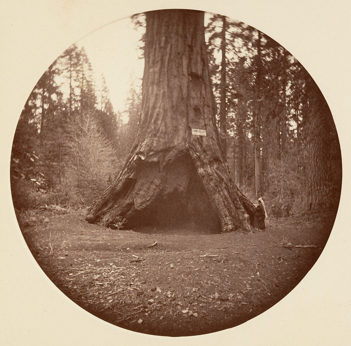 [Trees in Calaveras Grove and Views of Yosemite, California], Carleton E. Watkins (American, 1829–1916), Albumen silver prints from glass negatives