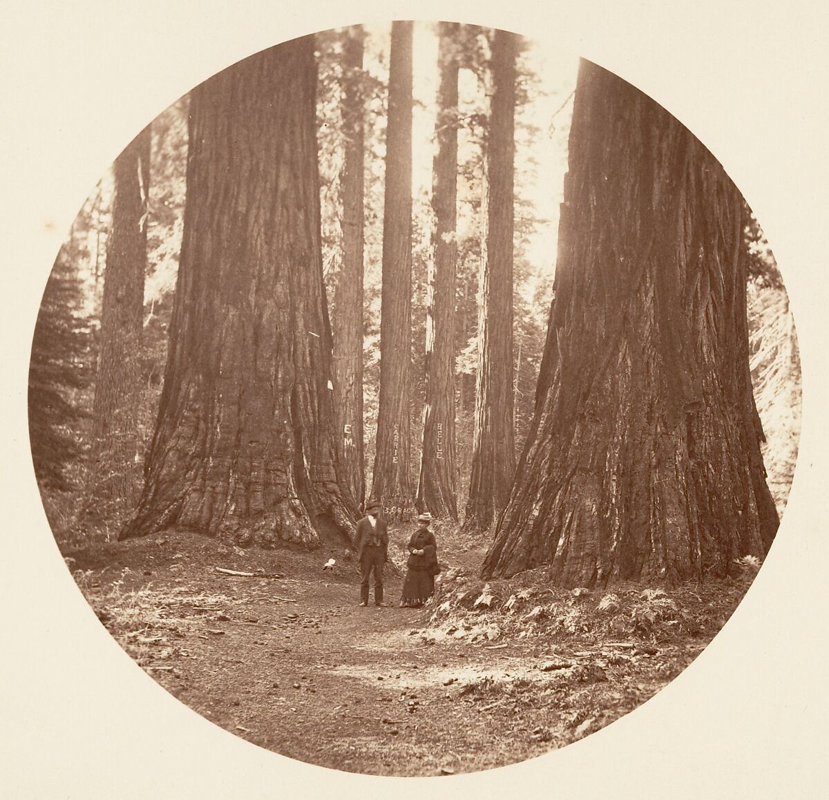 [Trees in Calaveras Grove and Views of Yosemite, California], Carleton E. Watkins (American, 1829–1916), Albumen silver prints from glass negatives