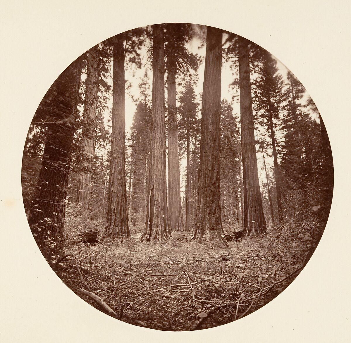 [Trees in Calaveras Grove and Views of Yosemite, California], Carleton E. Watkins (American, 1829–1916), Albumen silver prints from glass negatives