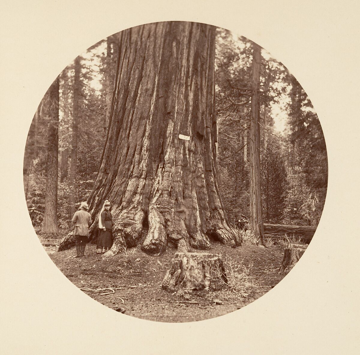 [Trees in Calaveras Grove and Views of Yosemite, California], Carleton E. Watkins (American, 1829–1916), Albumen silver prints from glass negatives