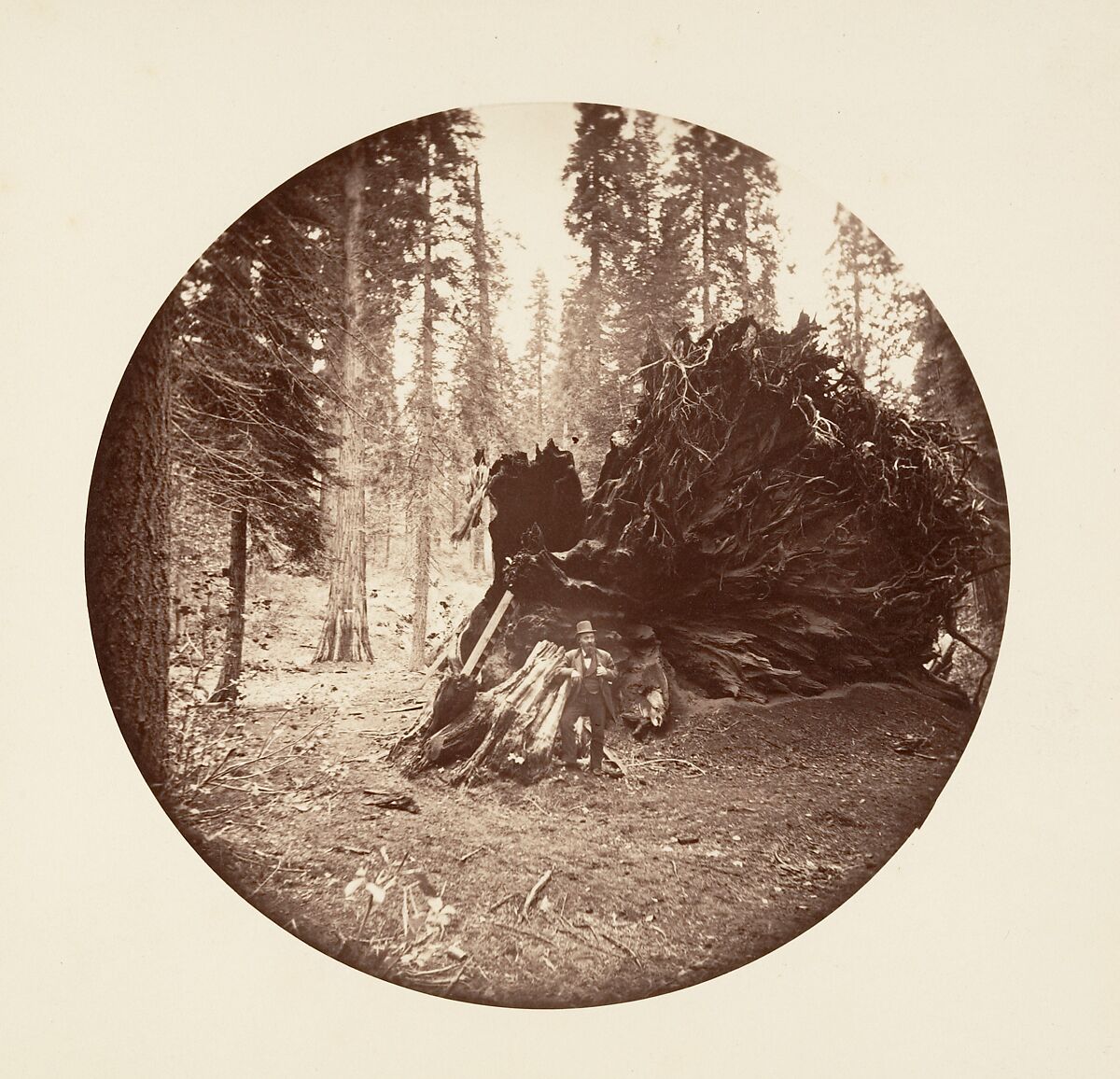 [Trees in Calaveras Grove and Views of Yosemite, California], Carleton E. Watkins (American, 1829–1916), Albumen silver prints from glass negatives