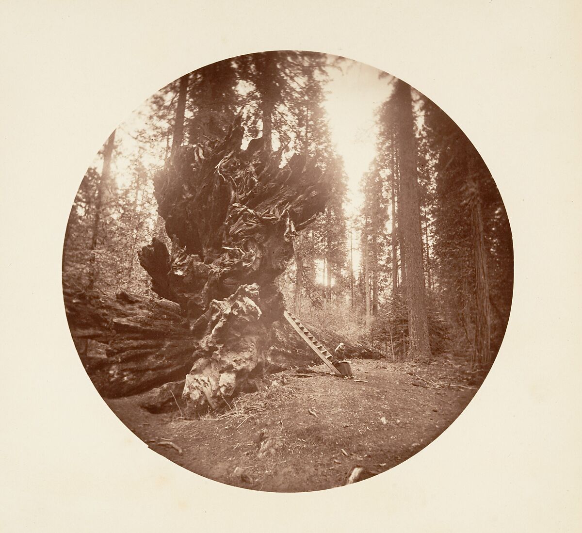 [Trees in Calaveras Grove and Views of Yosemite, California], Carleton E. Watkins (American, 1829–1916), Albumen silver prints from glass negatives