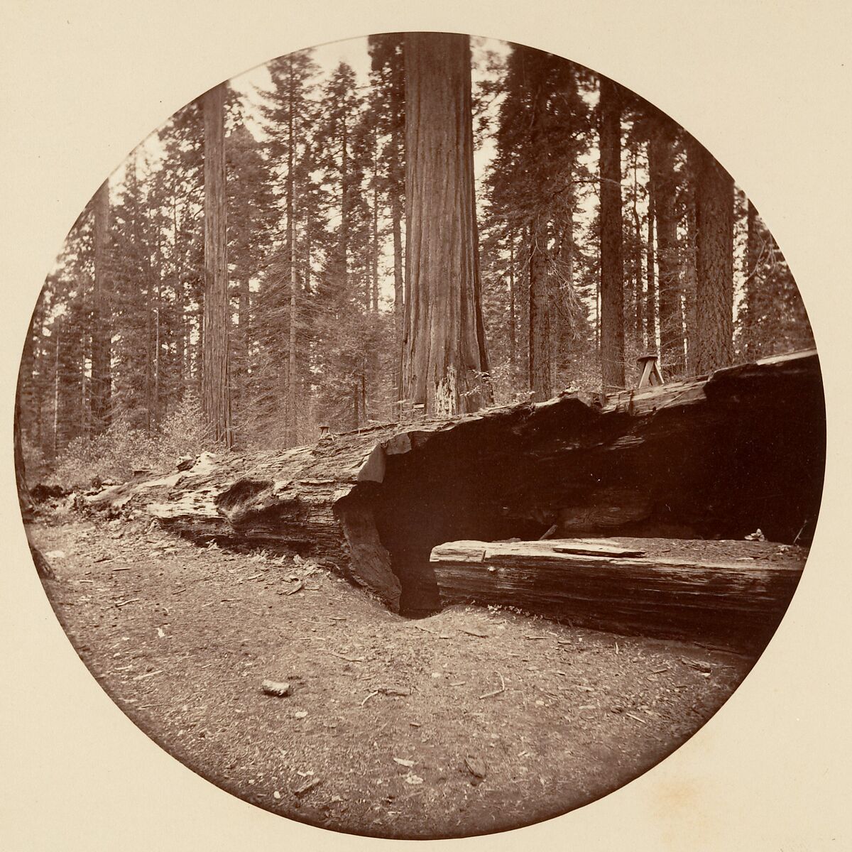[Trees in Calaveras Grove and Views of Yosemite, California], Carleton E. Watkins (American, 1829–1916), Albumen silver prints from glass negatives