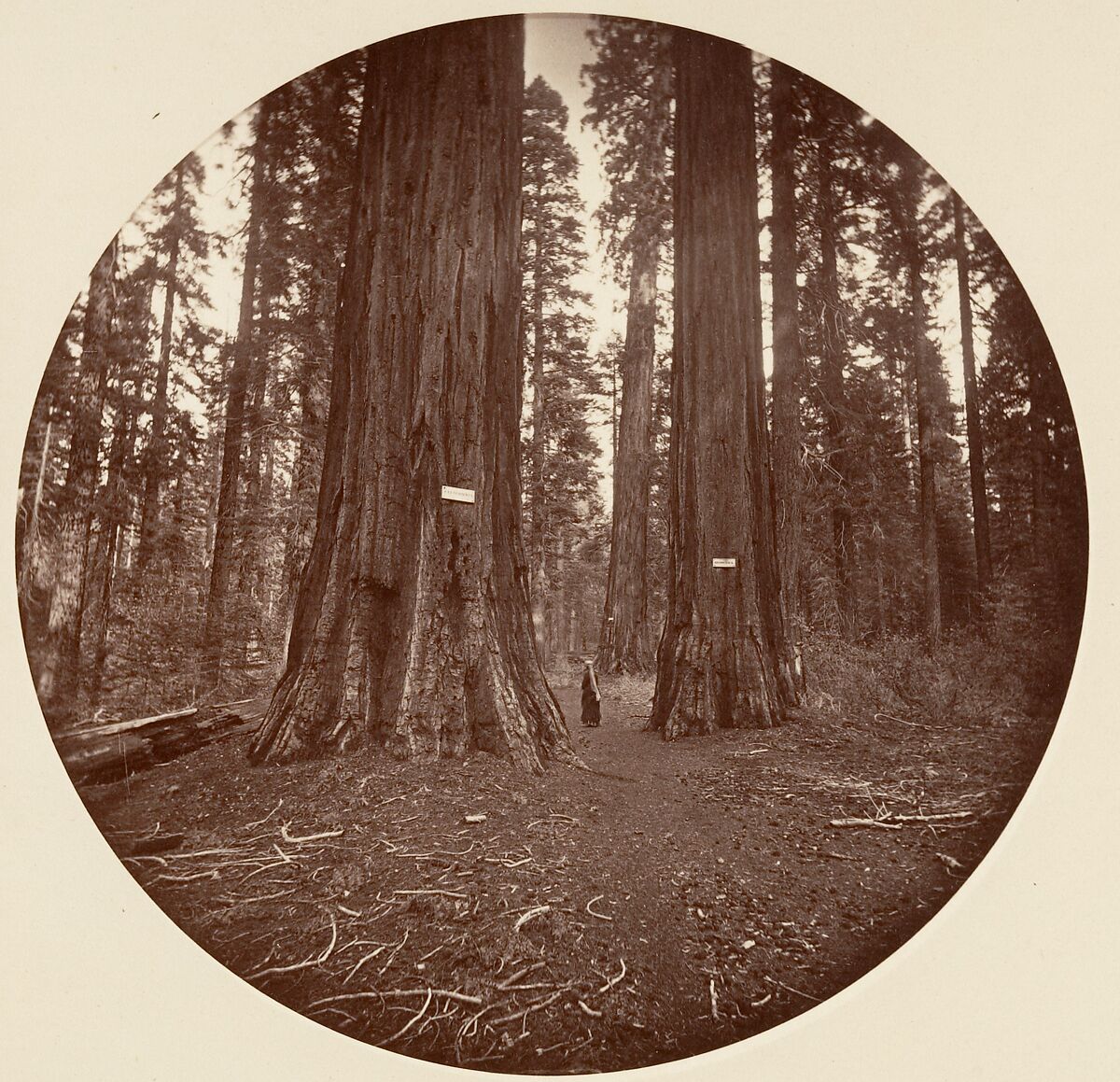 [Trees in Calaveras Grove and Views of Yosemite, California], Carleton E. Watkins (American, 1829–1916), Albumen silver prints from glass negatives