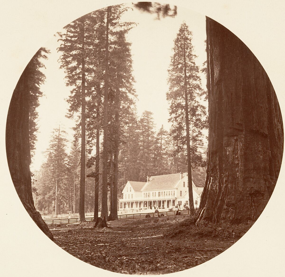 [Trees in Calaveras Grove and Views of Yosemite, California], Carleton E. Watkins (American, 1829–1916), Albumen silver prints from glass negatives