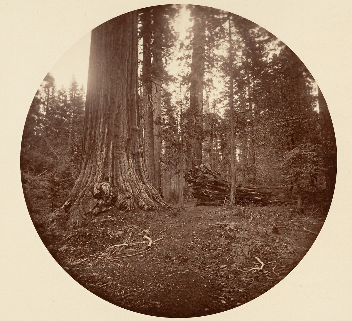 [Trees in Calaveras Grove and Views of Yosemite, California], Carleton E. Watkins (American, 1829–1916), Albumen silver prints from glass negatives