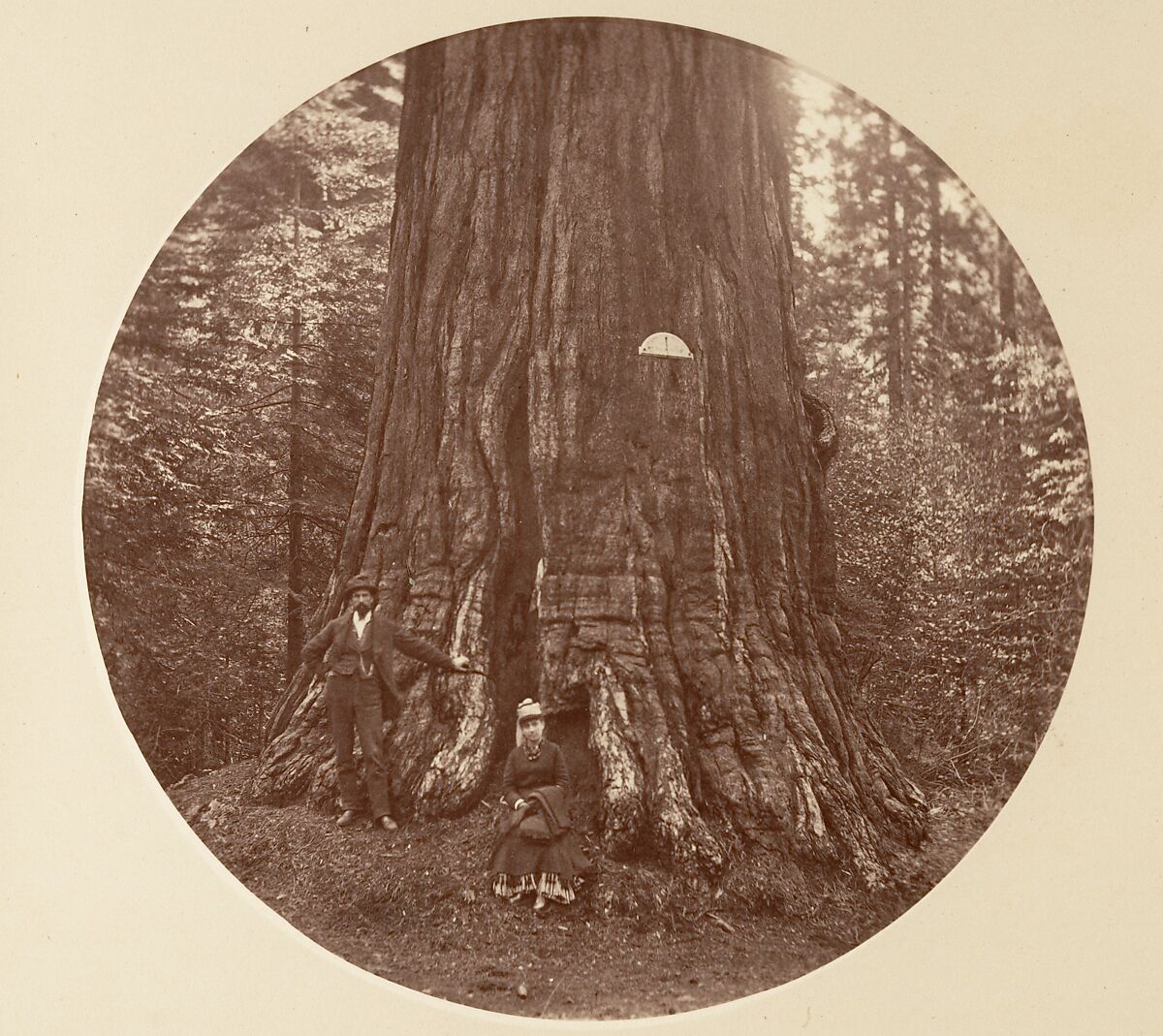 [Trees in Calaveras Grove and Views of Yosemite, California], Carleton E. Watkins (American, 1829–1916), Albumen silver prints from glass negatives