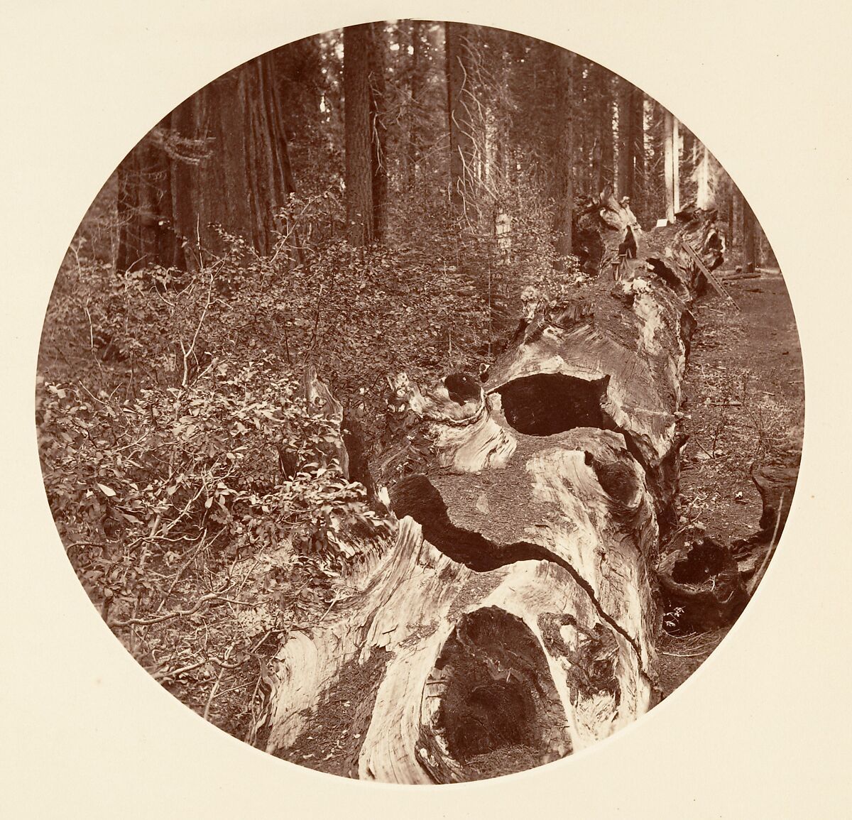 [Trees in Calaveras Grove and Views of Yosemite, California], Carleton E. Watkins (American, 1829–1916), Albumen silver prints from glass negatives