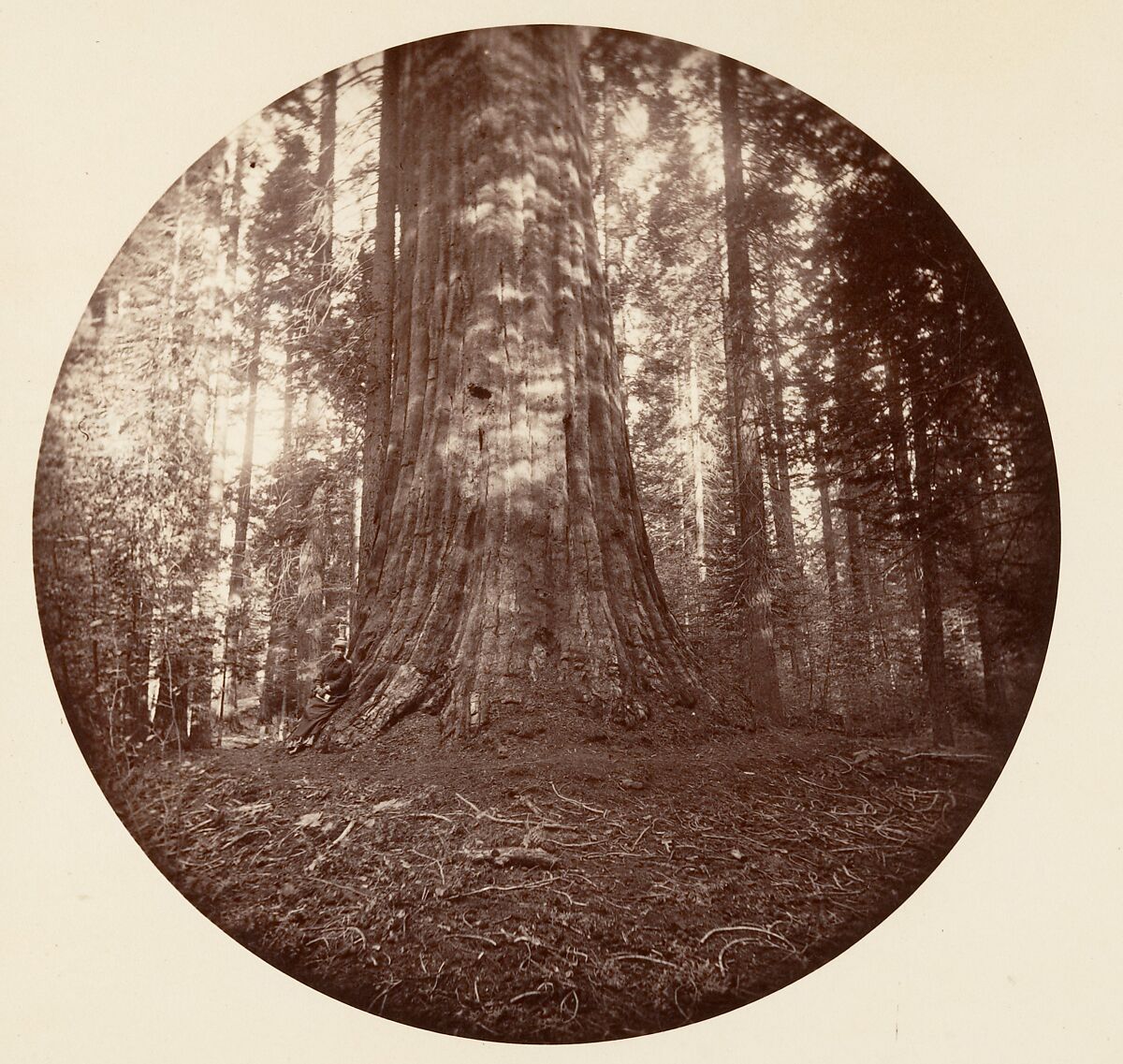 [Trees in Calaveras Grove and Views of Yosemite, California], Carleton E. Watkins (American, 1829–1916), Albumen silver prints from glass negatives