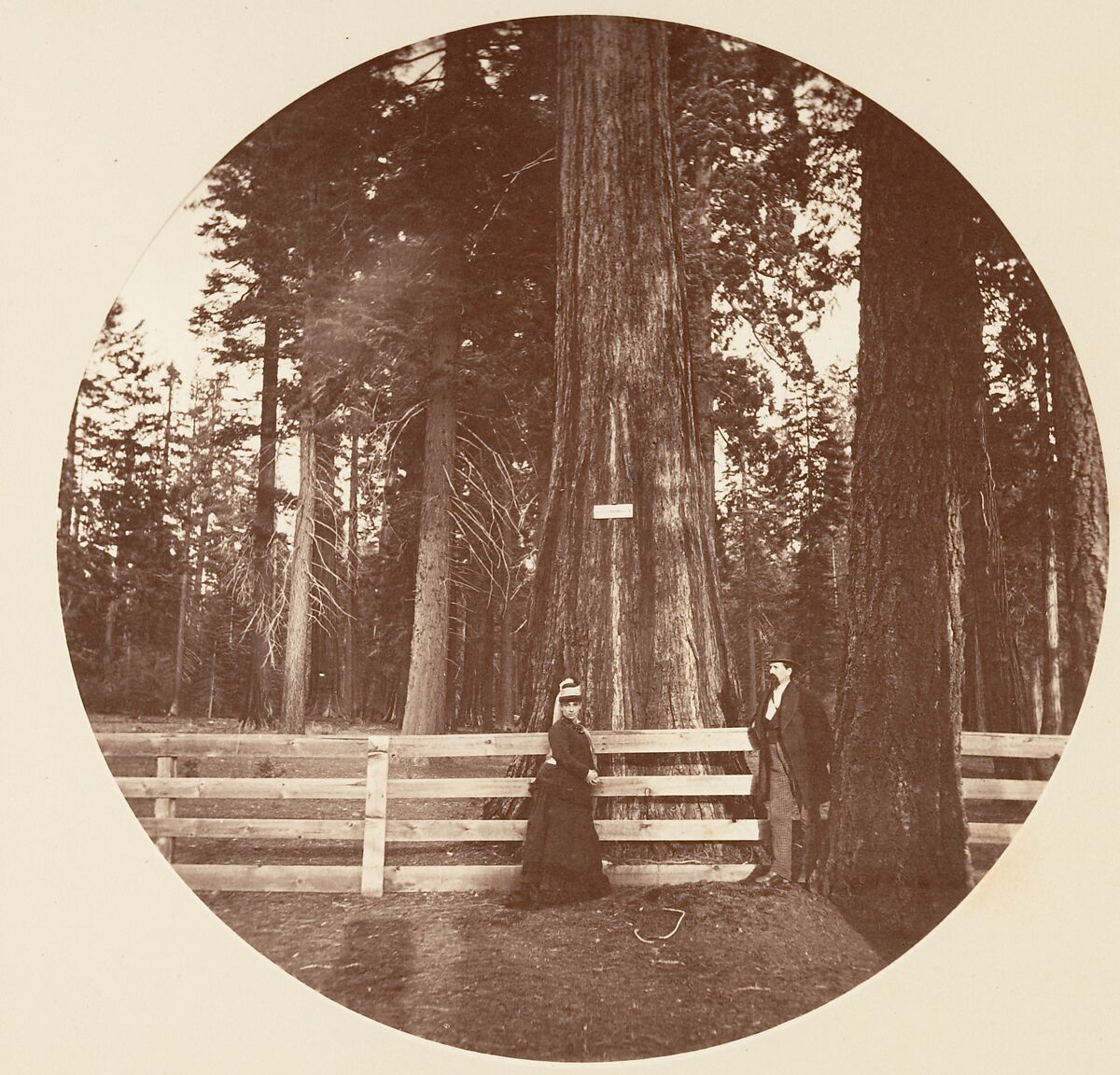 [Trees in Calaveras Grove and Views of Yosemite, California], Carleton E. Watkins (American, 1829–1916), Albumen silver prints from glass negatives