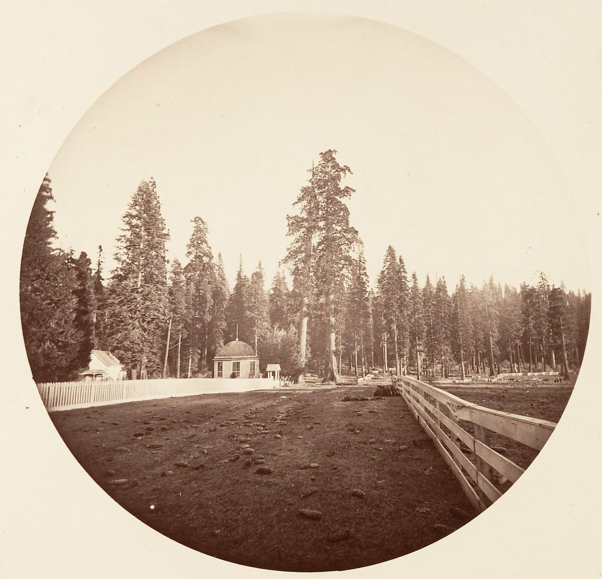 [Trees in Calaveras Grove and Views of Yosemite, California], Carleton E. Watkins (American, 1829–1916), Albumen silver prints from glass negatives