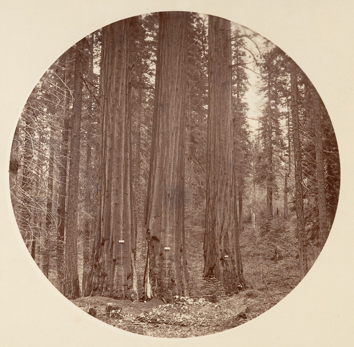 [Trees in Calaveras Grove and Views of Yosemite, California], Carleton E. Watkins (American, 1829–1916), Albumen silver prints from glass negatives