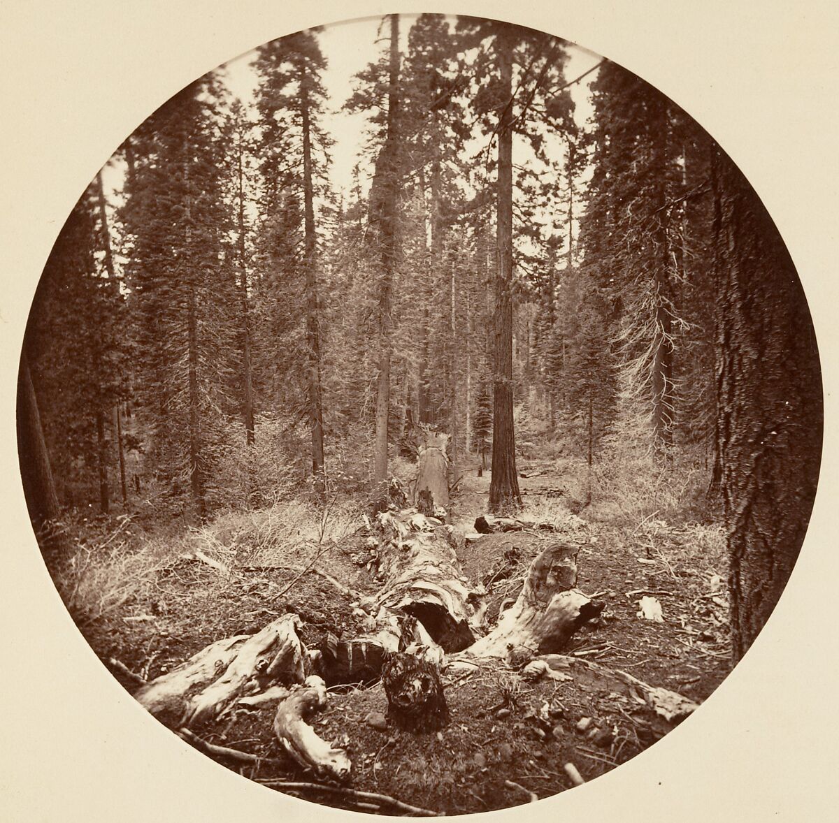 [Trees in Calaveras Grove and Views of Yosemite, California], Carleton E. Watkins (American, 1829–1916), Albumen silver prints from glass negatives
