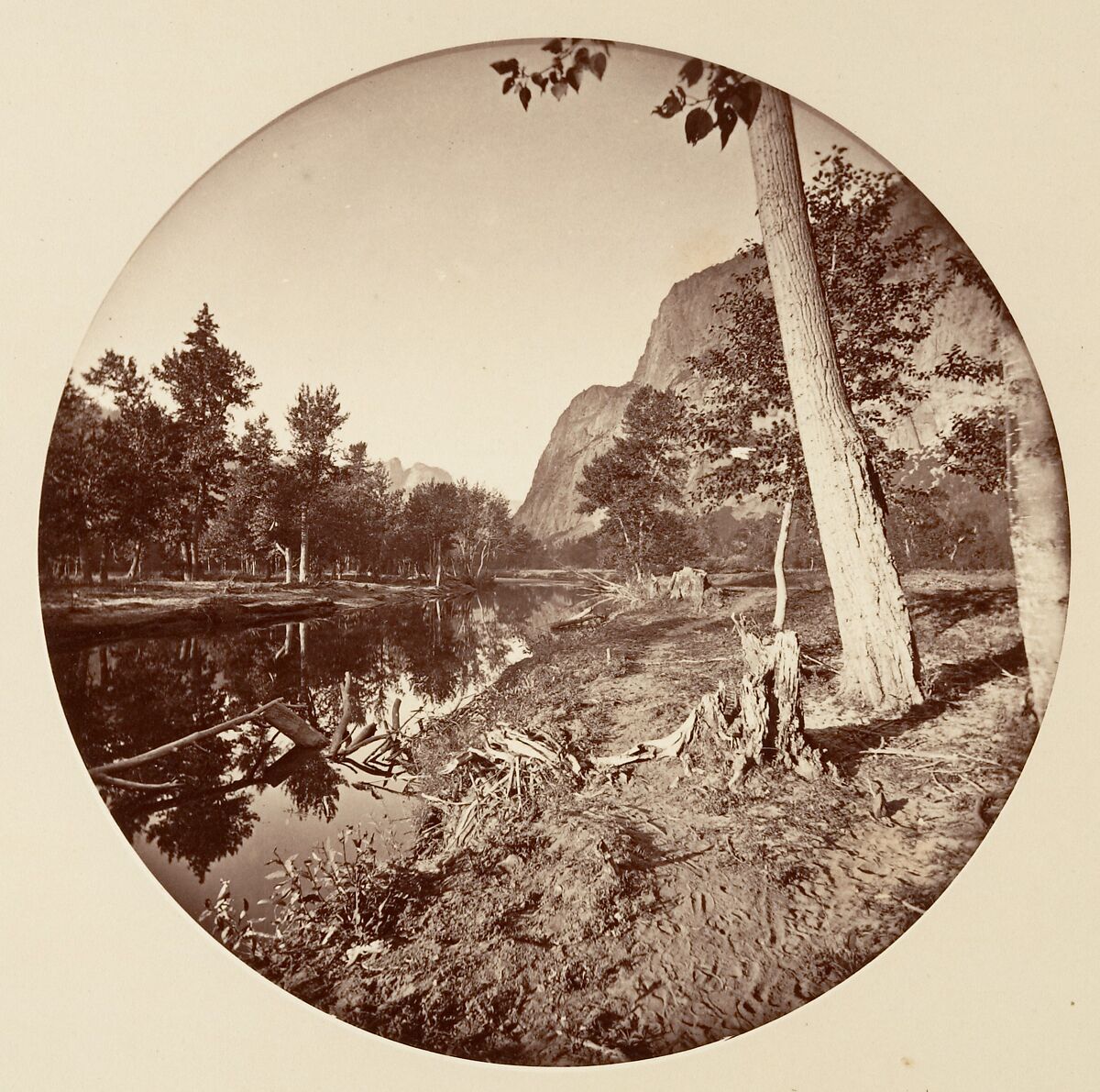 [Trees in Calaveras Grove and Views of Yosemite, California], Carleton E. Watkins (American, 1829–1916), Albumen silver prints from glass negatives