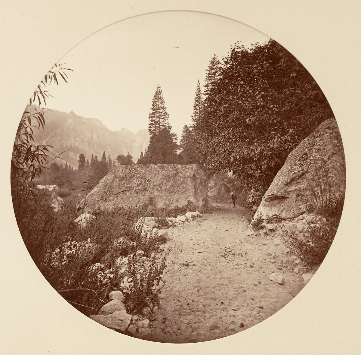 [Trees in Calaveras Grove and Views of Yosemite, California], Carleton E. Watkins (American, 1829–1916), Albumen silver prints from glass negatives