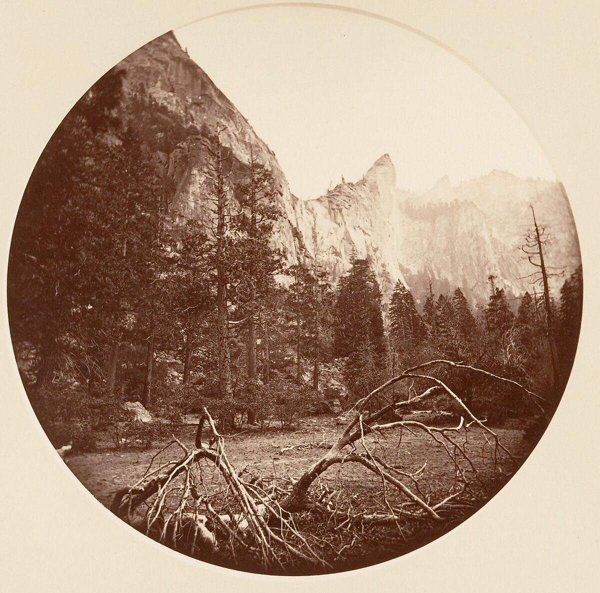 [Trees in Calaveras Grove and Views of Yosemite, California], Carleton E. Watkins (American, 1829–1916), Albumen silver prints from glass negatives