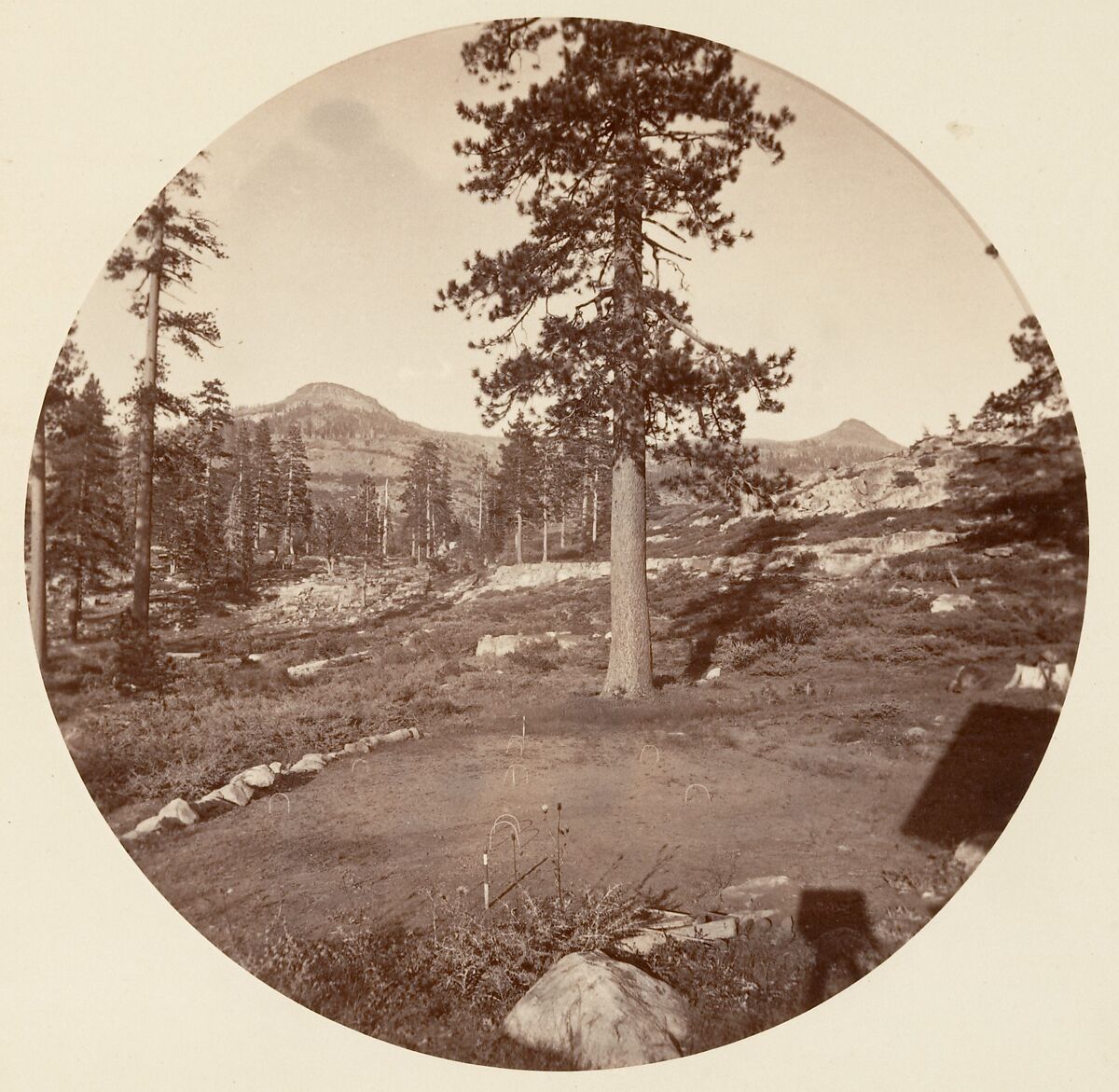 [Trees in Calaveras Grove and Views of Yosemite, California], Carleton E. Watkins (American, 1829–1916), Albumen silver prints from glass negatives