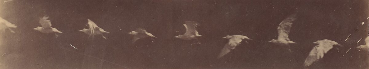 [Bird in Flight], Etienne-Jules Marey (French, 1830–1904), Albumen silver print from glass negative 